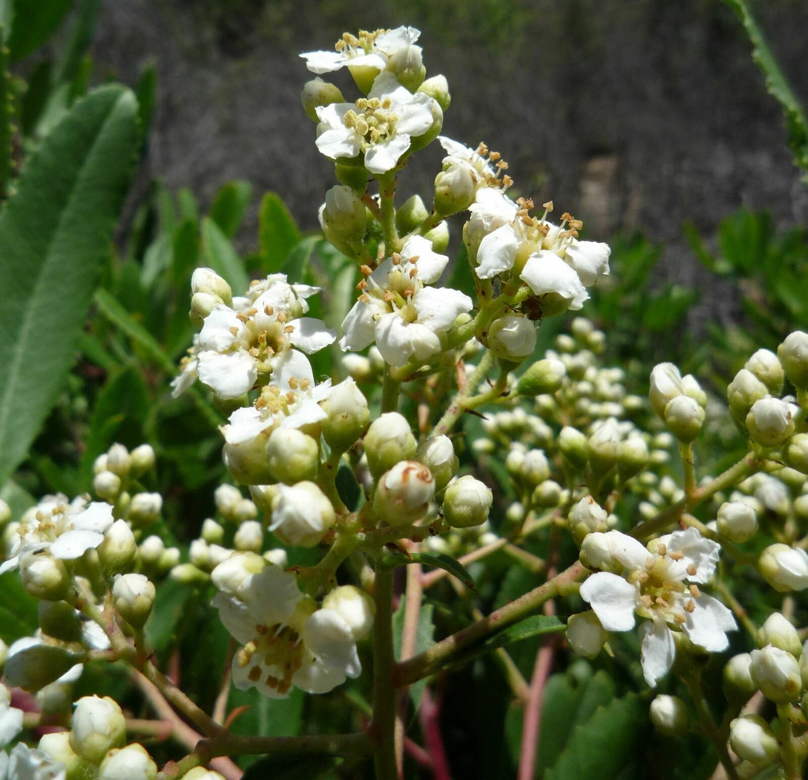 High Resolution Heteromeles arbutifolia Flower